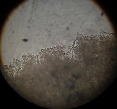 Verrucosporaceae