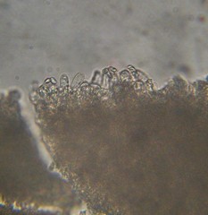 Verrucosporaceae