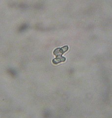 Verrucosporaceae