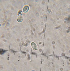 Verrucosporaceae
