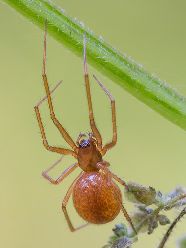 Helophora insignis