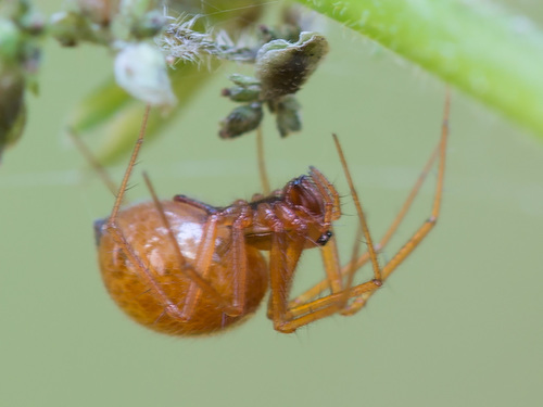 Helophora insignis