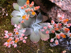Dudleya cymosa pumila