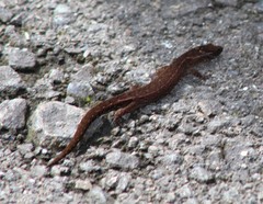 Lepidoblepharis