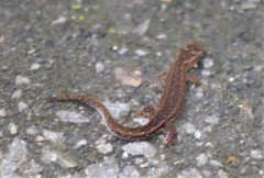 Lepidoblepharis