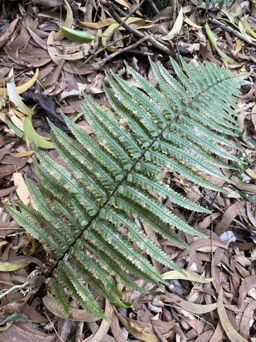 Dryopteris fuscoatra, 2025-09-15