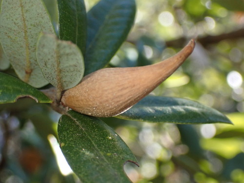 Beaked Spindle Gall Wasp photo 5