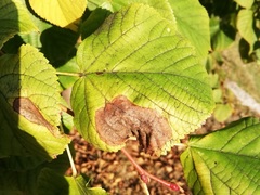 Trachys minutus