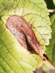 Trachys minutus