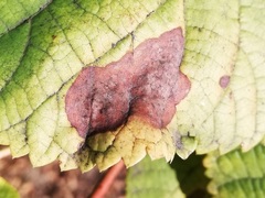 Trachys minutus
