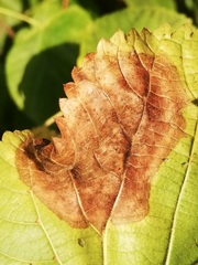Trachys minutus