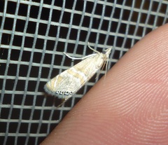 Euchromius superbellus