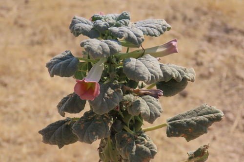 Rogeria adenophylla (Rogeria adenophylla)