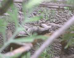 Ptyodactylus guttatus