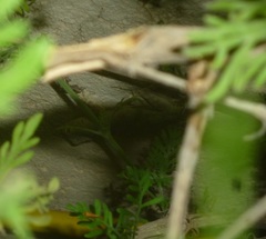 Ptyodactylus guttatus