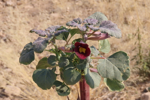 Rogeria adenophylla (Rogeria adenophylla)