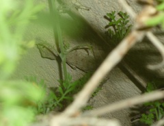 Ptyodactylus guttatus