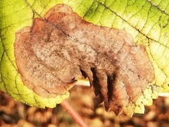 Trachys minutus