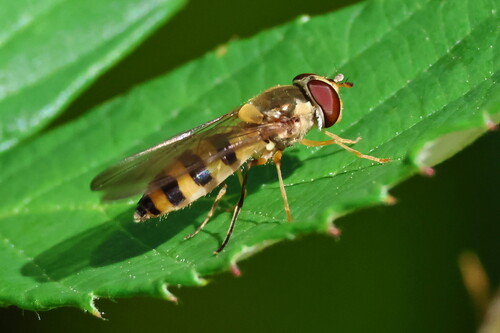 Unknown species found near E Fall Creek Rd, Lincoln County, OR, USA