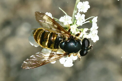 Unknown species found near E Fall Creek Rd, Lincoln County, OR, USA