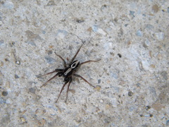 Alopecosa albofasciata