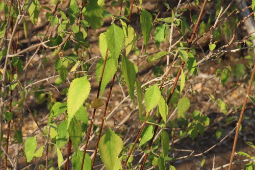 Birch leaved acalypha (Acalypha fruticosa)