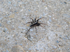 Alopecosa albofasciata
