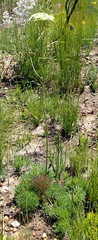 Nanobubon capillaceum