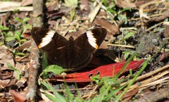 Adelpha lycorias