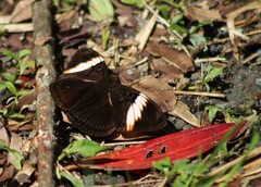 Adelpha lycorias
