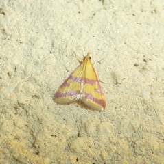 Pyrausta sanguinalis