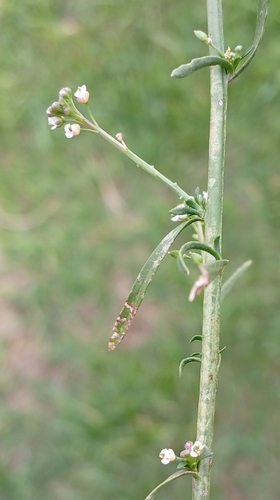 Grassleaf pepperweed (Lepidium graminifolium)