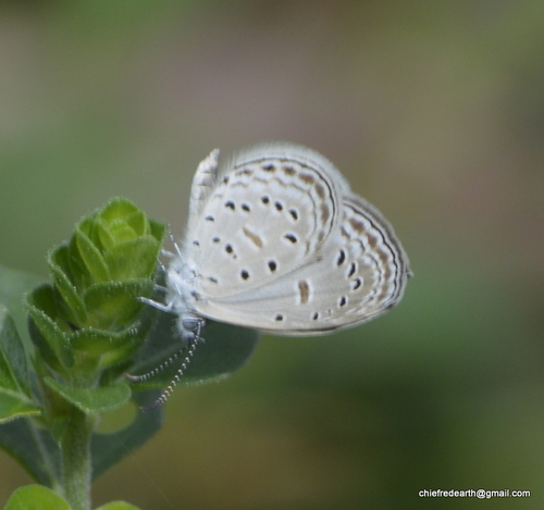 Tiny Grass Blue