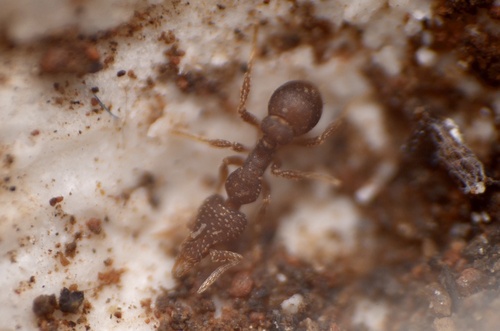 Strumigenys crassicornisStrumigenys crassicornis