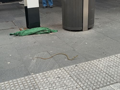Common Tree Snake sighting