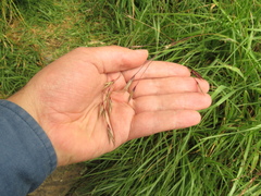 Bromus pitensis