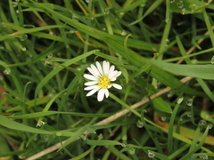 Noticastrum marginatum