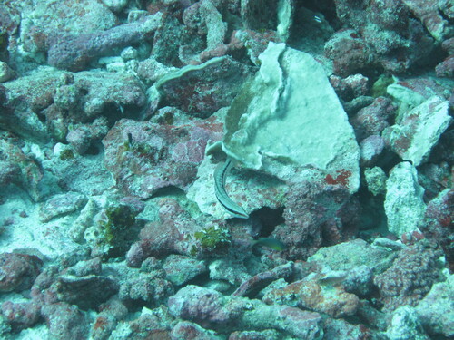 Coris centralis observed 2010-04-01