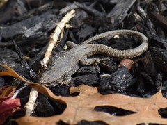 Podarcis muralis maculiventris