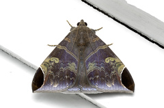 Pindara illibata