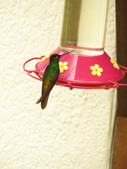 Coeligena bonapartei