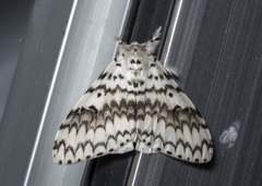 Lymantria brotea