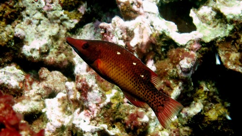 Bodianus prognathus observed 2016-05-23