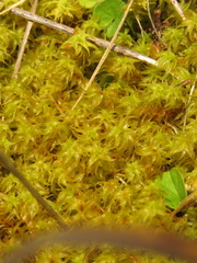 Leptodontium
