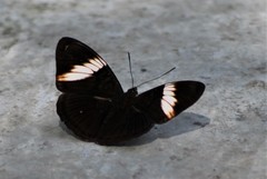 Adelpha lycorias