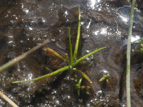 Subularia aquatica iNat (3)