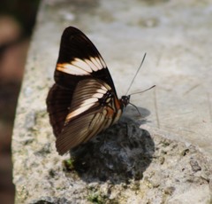 Adelpha lycorias
