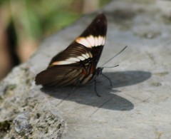 Adelpha lycorias