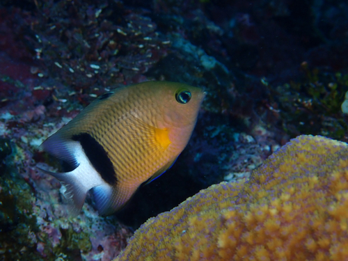 Plectroglyphidodon observed 2025-09-15