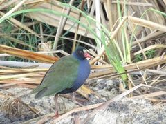 Porphyrio alleni
